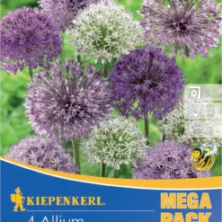 Mega-Pack Zierlauch Großblumige Mischung (4 Stück) | Alliumzwiebeln Von Kiepenkerl