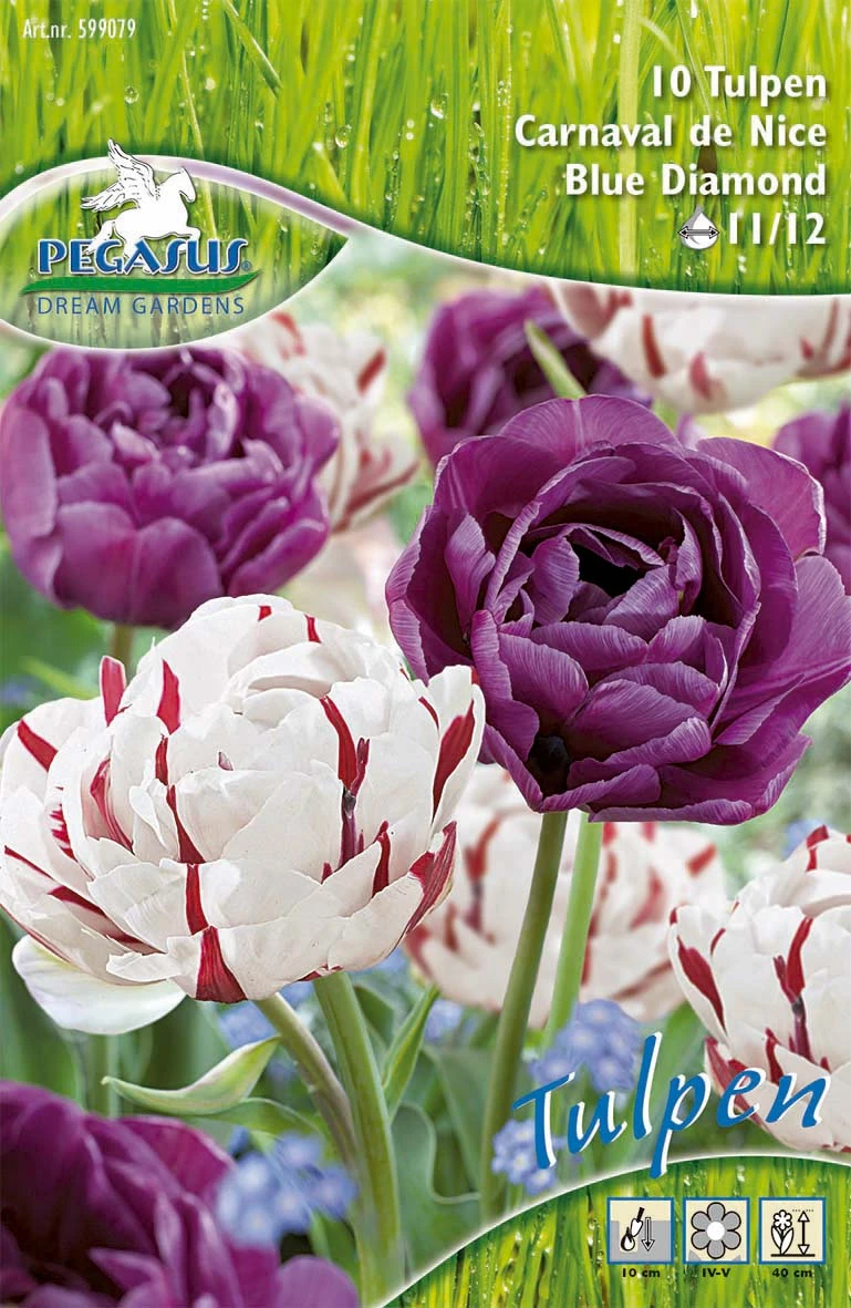 Tulpe Carnaval De Nice & Blue Diamond (10 Stück) | Tulpenzwiebeln Von Pegasus 1 Tulpe Carnaval De Nice & Blue Diamond (10 Stück) | Tulpenzwiebeln Von Pegasus