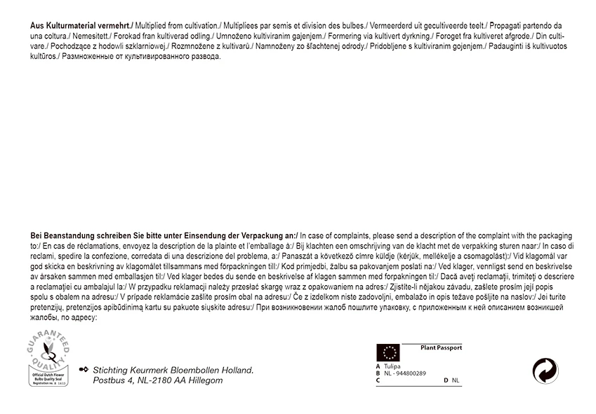 Bienentulpe Mix Mega-Pack (50 Stück) | Tulpenzwiebeln Von Pegasus 1 Bienentulpe Mix Mega-Pack (50 Stück) | Tulpenzwiebeln Von Pegasus