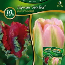 Combipack Tulpenmix "Rote Töne" Rococo & Groenland (5 Stück) | Tulpenzwiebeln Von Quedlinburger