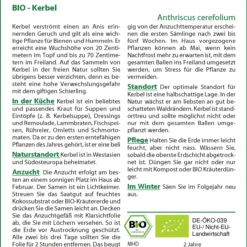 Kerbel | BIO Kerbelsamen Von Saflax