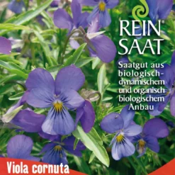 Hornveilchen | BIO Hornveilchensamen Von Reinsaat