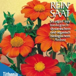 Mexikanische Sonnenblume | BIO Sonnenblumensamen Von Reinsaat