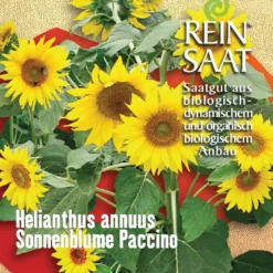 Sonnenblume Paccino | BIO Sonnenblumensamen Von Reinsaat