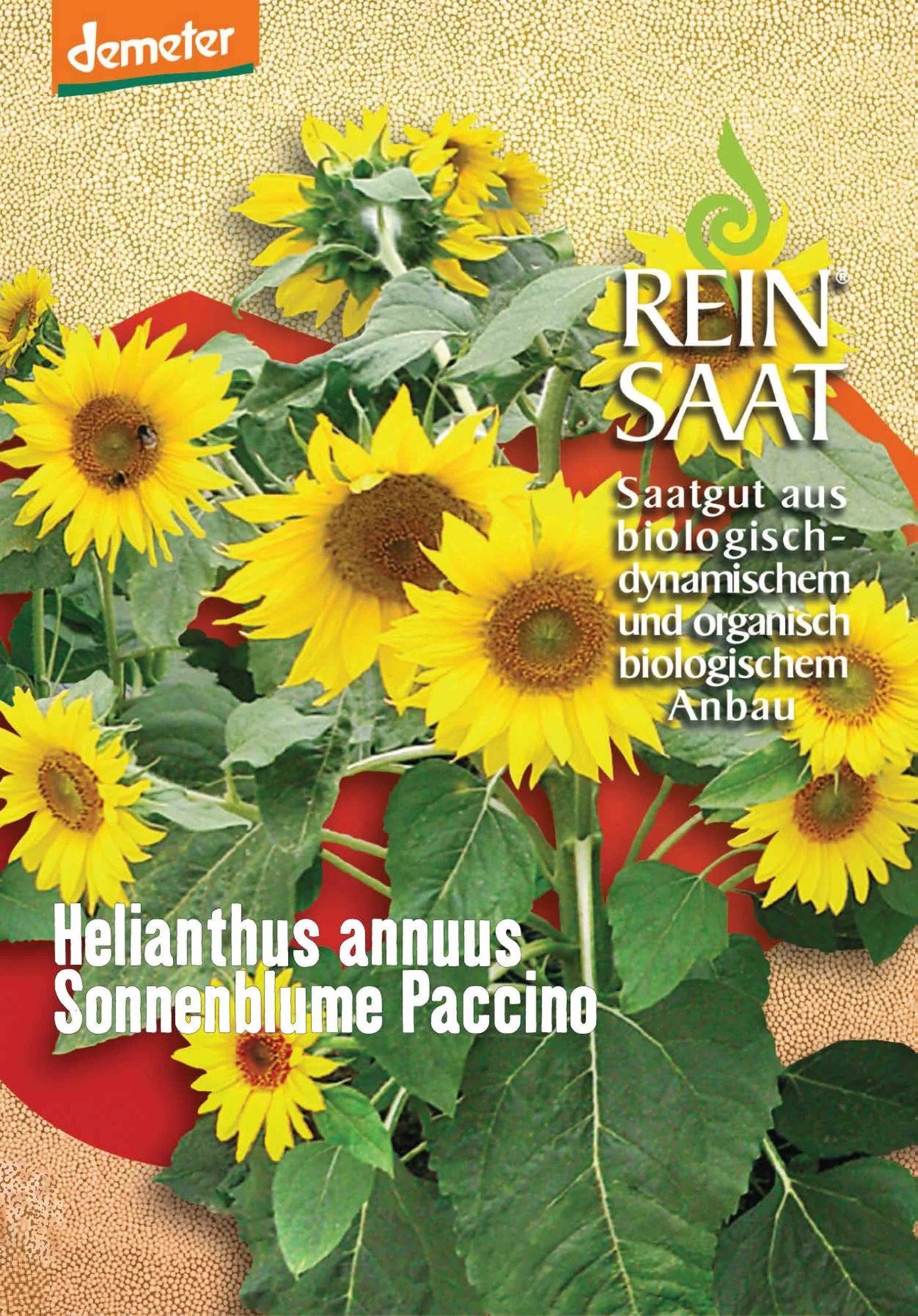 Sonnenblume Paccino | BIO Sonnenblumensamen Von Reinsaat 1 Sonnenblume Paccino | BIO Sonnenblumensamen Von Reinsaat
