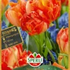 Tulpe Monte Orange (7 Stück) | Tulpenzwiebeln Von Sperli