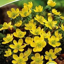 Eranthis Cilicica (Winterling) (15 Stück) | Blumenzwiebeln Von Quedlinburger