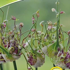 Allium Scorodoprasum Art (12 Stück) | Alliumzwiebeln Von Quedlinburger