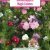 Blumenwiese Blumenteppich Magic Cosmos (100 G) | Blumensamen Von Bertrand