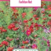 Blumenwiese Farbton Rot (100 G) | Blumensamen Von Bertrand
