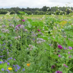 Blumenwiese Honigblumenwiese OFA Mehrjährig (100 G) | Blumensamen Von Bertrand -Blumen Raum Verkaufsgeschäft 541015 Blumenwiese Trachtblumen fuer Bienen OFA mehrjaehrig 100 g MP20242 100g 1