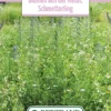 Blumenwiese Schmetterlingswiese (100 G) | Blumensamen Von Bertrand