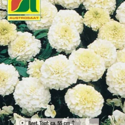 Studentenblume Bianca F1 | Studentenblumensamen Von Austrosaat