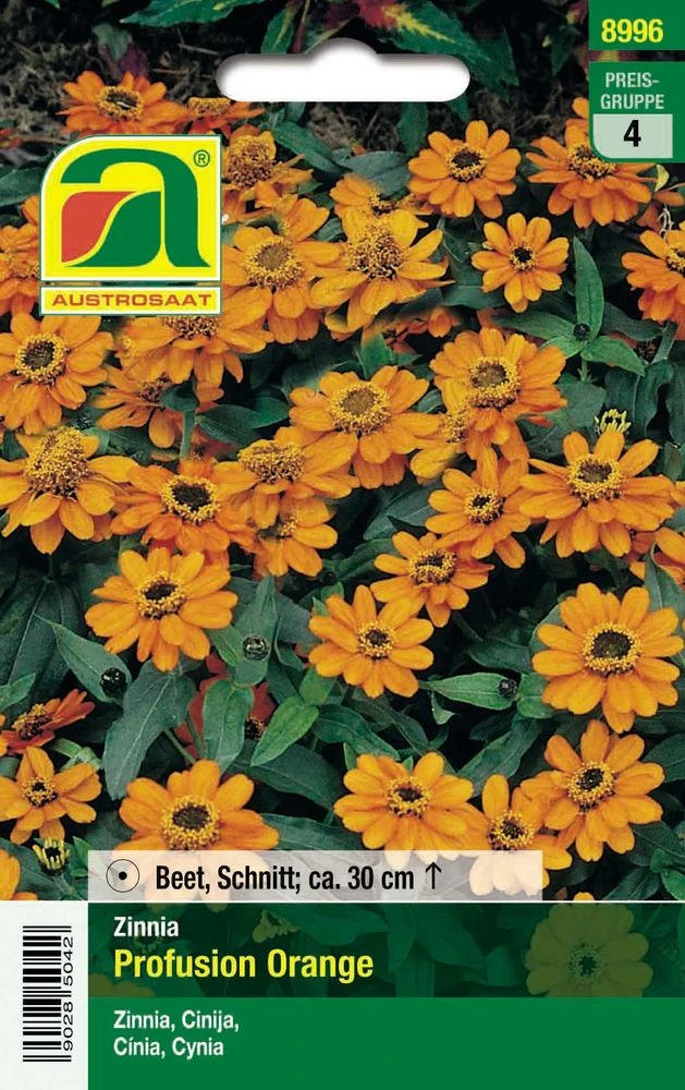 Zinnien Profusion Orange | Zinniensamen Von Austrosaat 2 Zinnien Profusion Orange | Zinniensamen Von Austrosaat – Bild 2