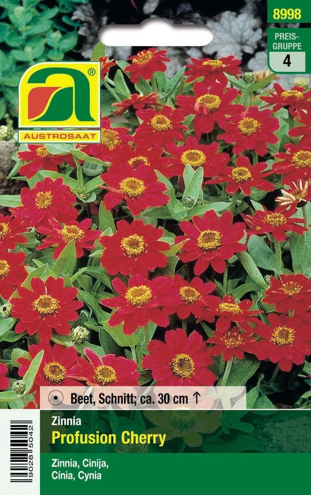 Zinnien Profusion Cherry | Zinniensamen Von Austrosaat 2 Zinnien Profusion Cherry | Zinniensamen Von Austrosaat – Bild 2