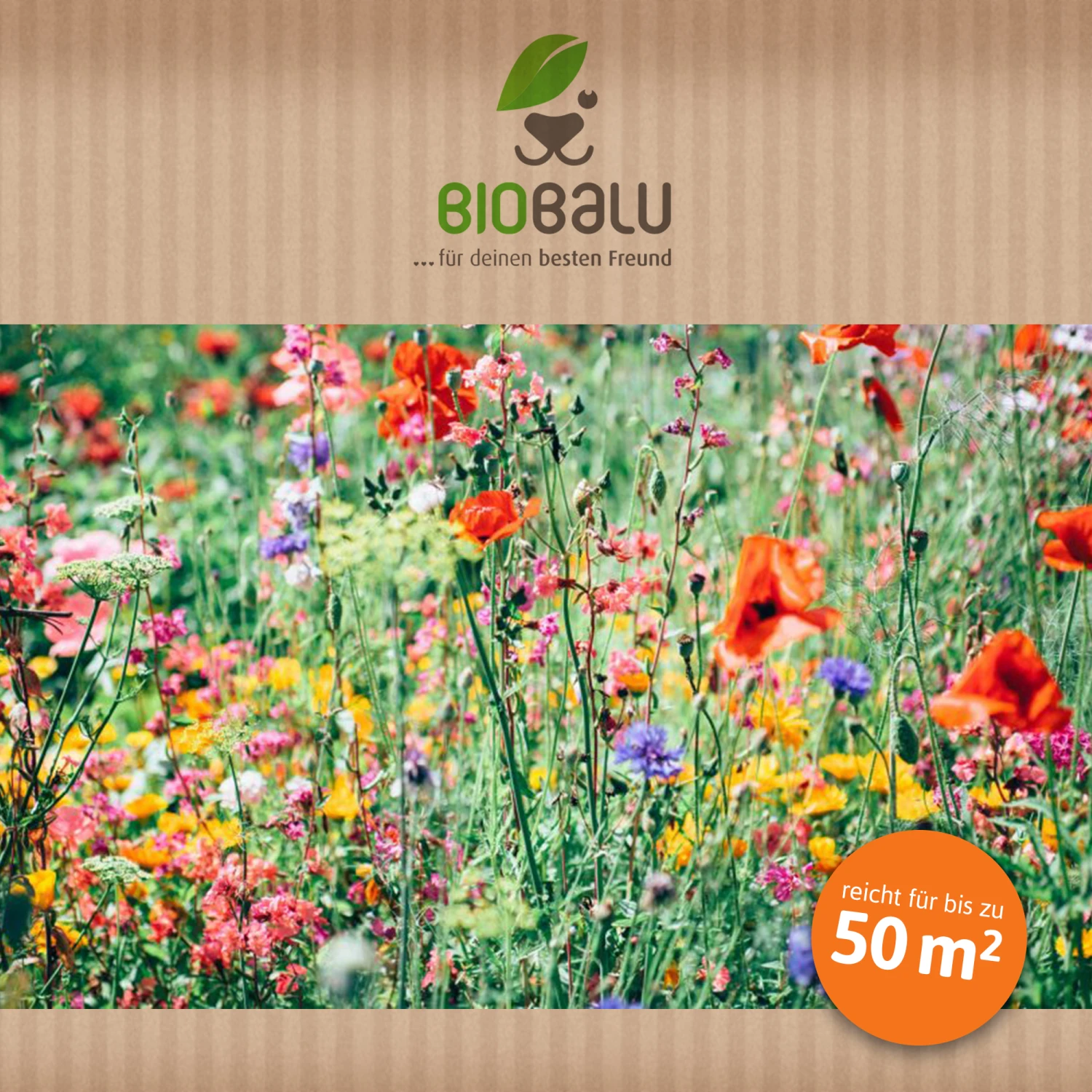 Bienenweide Region Nord-Ost (mehrjährig, 50 G) | Bienenwiese Von Biobalu 4 Bienenweide Region Nord-Ost (mehrjährig, 50 G) | Bienenwiese Von Biobalu – Bild 4