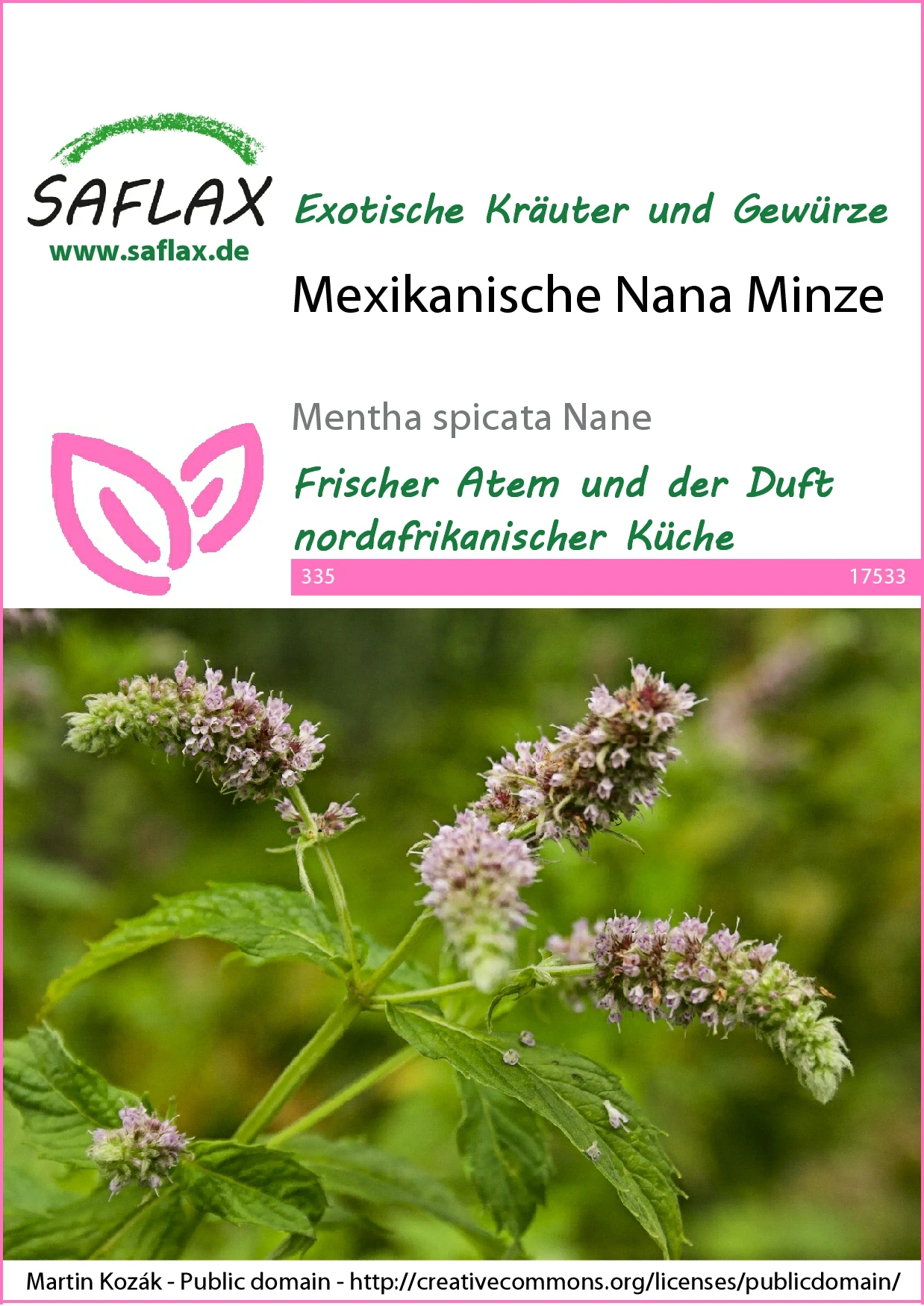 Mexikanische Nana Minze | Minzesamen Von Saflax 2 Mexikanische Nana Minze | Minzesamen Von Saflax – Bild 2