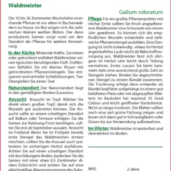 Waldmeister | Waldmeistersamen Von Saflax