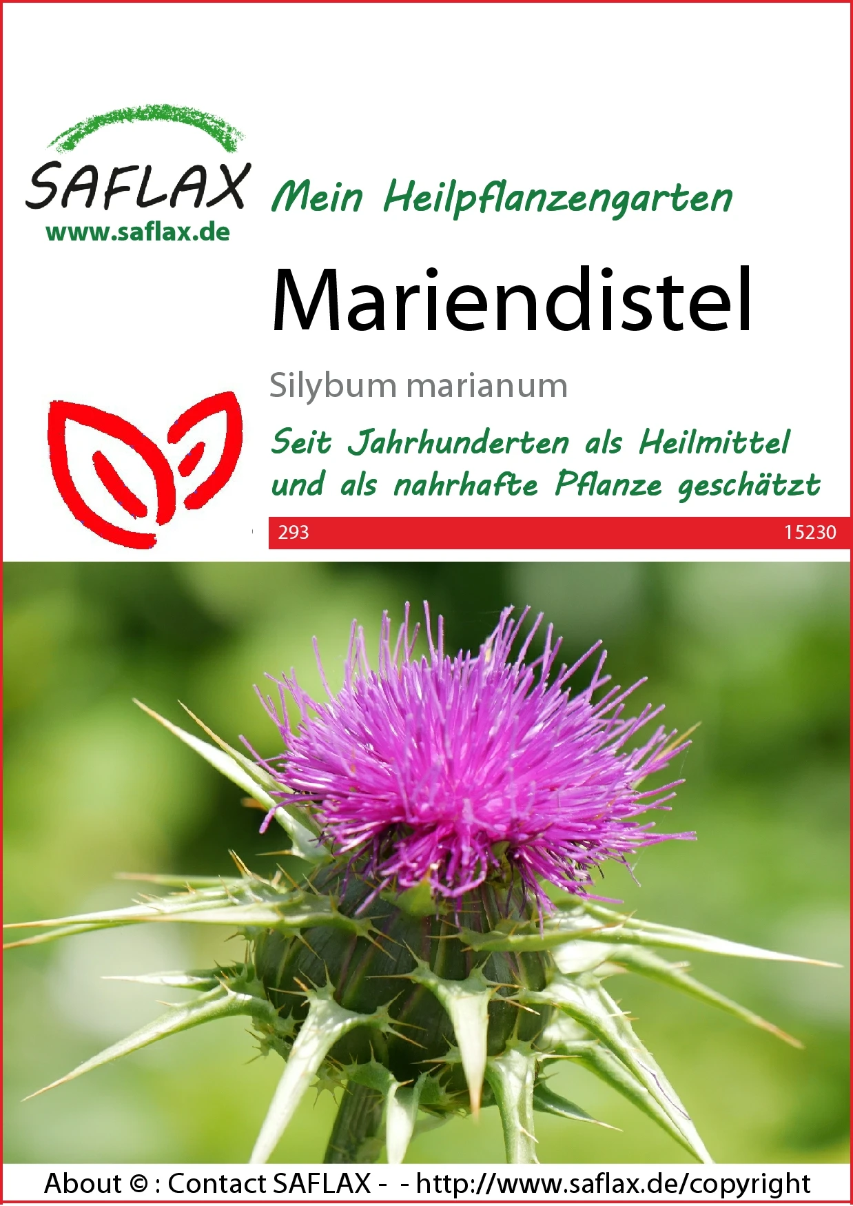 Mariendistel | Heilpflanzensamen Von Saflax 2 Mariendistel | Heilpflanzensamen Von Saflax – Bild 2