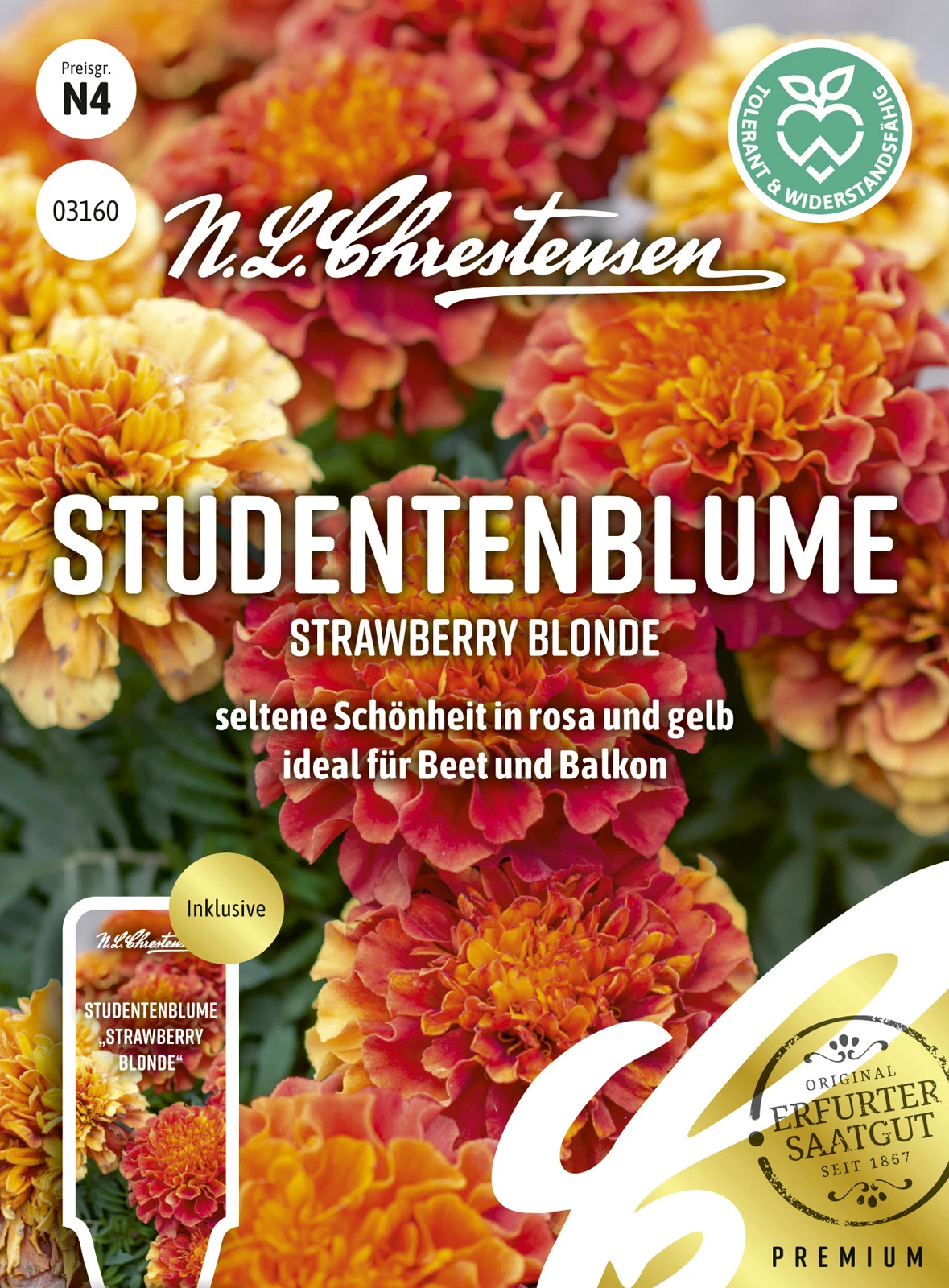 Studentenblume Strawberry Blonde | Studentenblumensamen Von N.L. Chrestensen 2 Studentenblume Strawberry Blonde | Studentenblumensamen Von N.L. Chrestensen – Bild 2