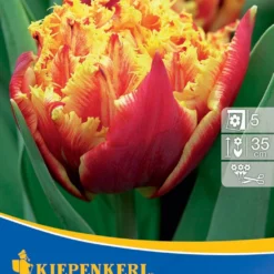 Gefranste Tulpe Golddust (7 Stück) | Tulpenzwiebeln Von Kiepenkerl
