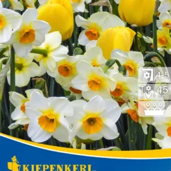 Tulpen-Narzissen-Mischung Sunny Clouds (10 Stück) | Tulpenzwiebeln Von Kiepenkerl