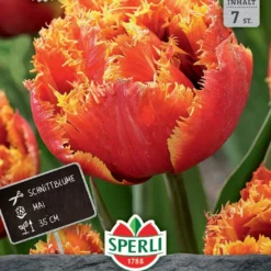 Tulpe Gold Dust (7 Stück) | Gefranste Tulpen Von Sperli