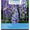 Wisteria Blau | Blauregensamen Von Buzzy Seeds