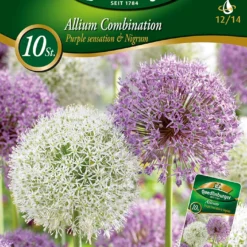 Combipack Allium Mix (10 Stück) | Alliumzwiebeln Von Quedlinburger