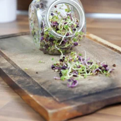 Sprossenglas (425 Ml) | Anzuchtschalen Von FLORTUS 11 Sprossenglas (425 Ml) | Anzuchtschalen Von FLORTUS -Blumen Raum Verkaufsgeschäft 547671 Sprossenglas 2000 0407 5