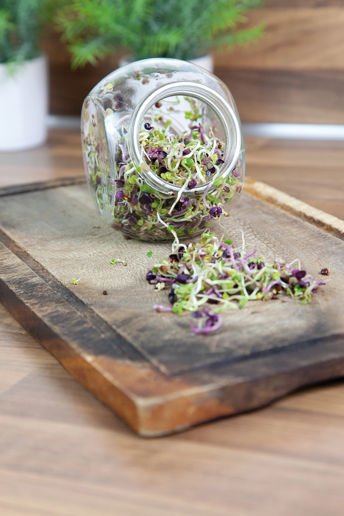 Sprossenglas (425 Ml) | Anzuchtschalen Von FLORTUS 5 Sprossenglas (425 Ml) | Anzuchtschalen Von FLORTUS – Bild 5