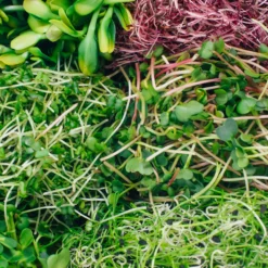 Sprossenglas (425 Ml) | Anzuchtschalen Von FLORTUS 9 Sprossenglas (425 Ml) | Anzuchtschalen Von FLORTUS -Blumen Raum Verkaufsgeschäft 547671 Sprossenglas 2000 0407 6