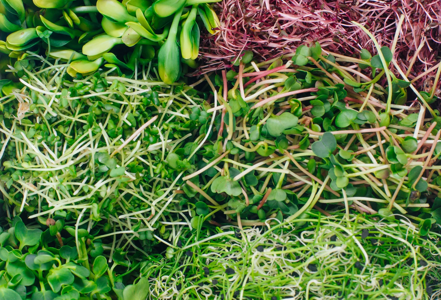 Sprossenglas (425 Ml) | Anzuchtschalen Von FLORTUS 3 Sprossenglas (425 Ml) | Anzuchtschalen Von FLORTUS – Bild 3