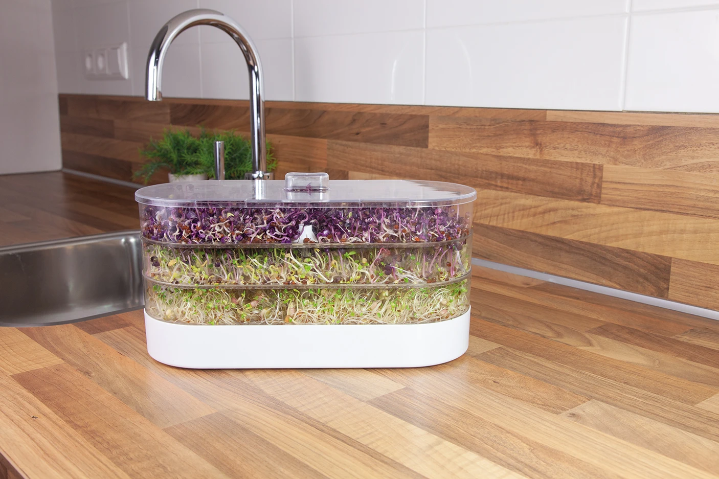 Sprossenturm | Keimgerät Von FLORTUS 8 Sprossenturm | Keimgerät Von FLORTUS – Bild 8