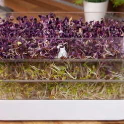 Sprossenturm | Keimgerät Von FLORTUS 10 Sprossenturm | Keimgerät Von FLORTUS -Blumen Raum Verkaufsgeschäft 547673 FLORTUS Sprossenturm 2000 0409 5