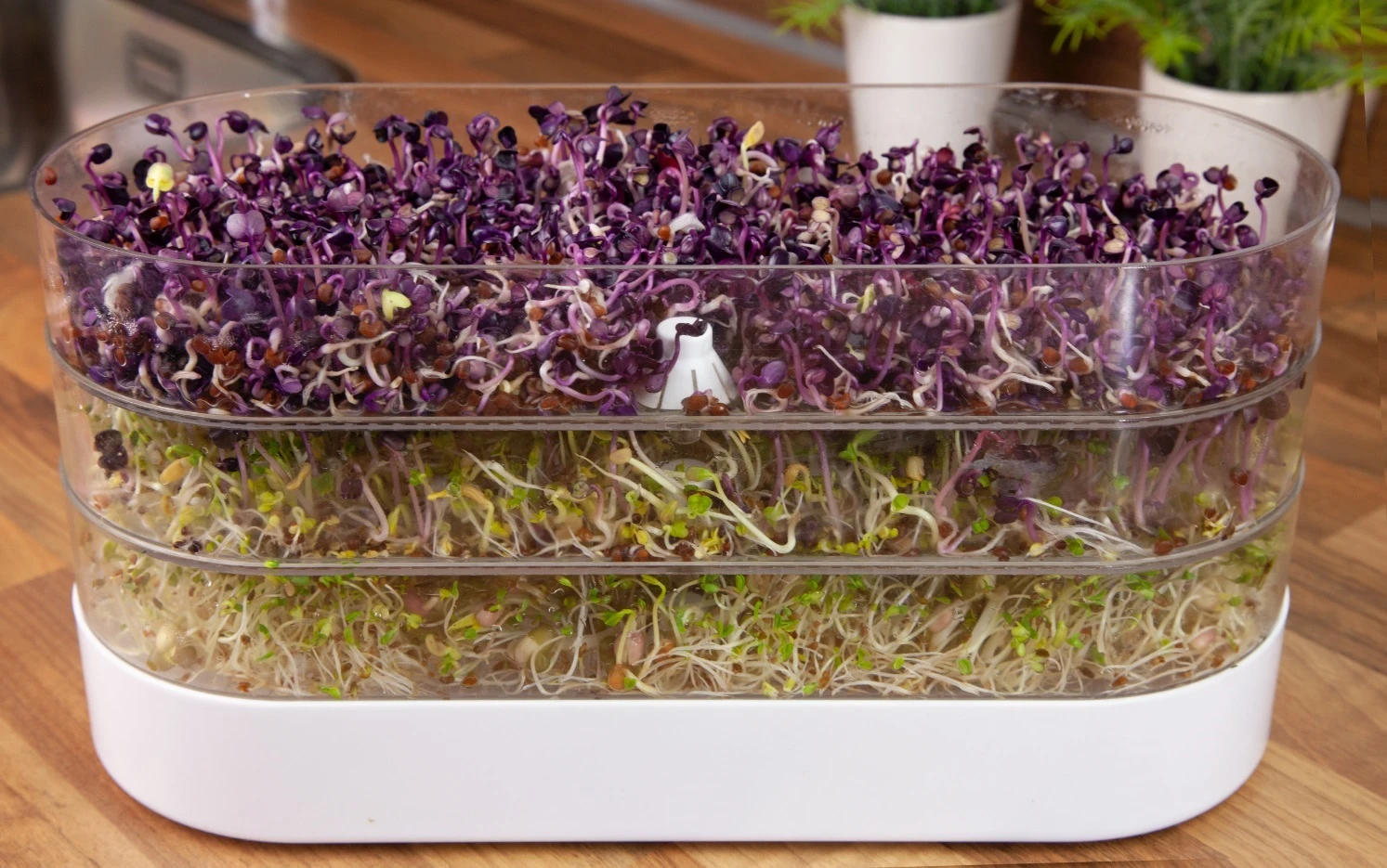 Sprossenturm | Keimgerät Von FLORTUS 3 Sprossenturm | Keimgerät Von FLORTUS – Bild 3