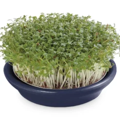 Kressesieb Metallic-blau (12 Cm) | Sprossensiebe Von Eschenfelder