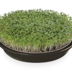 Kressesieb Anthrazit (21,5 Cm) | Sprossensiebe Von Eschenfelder