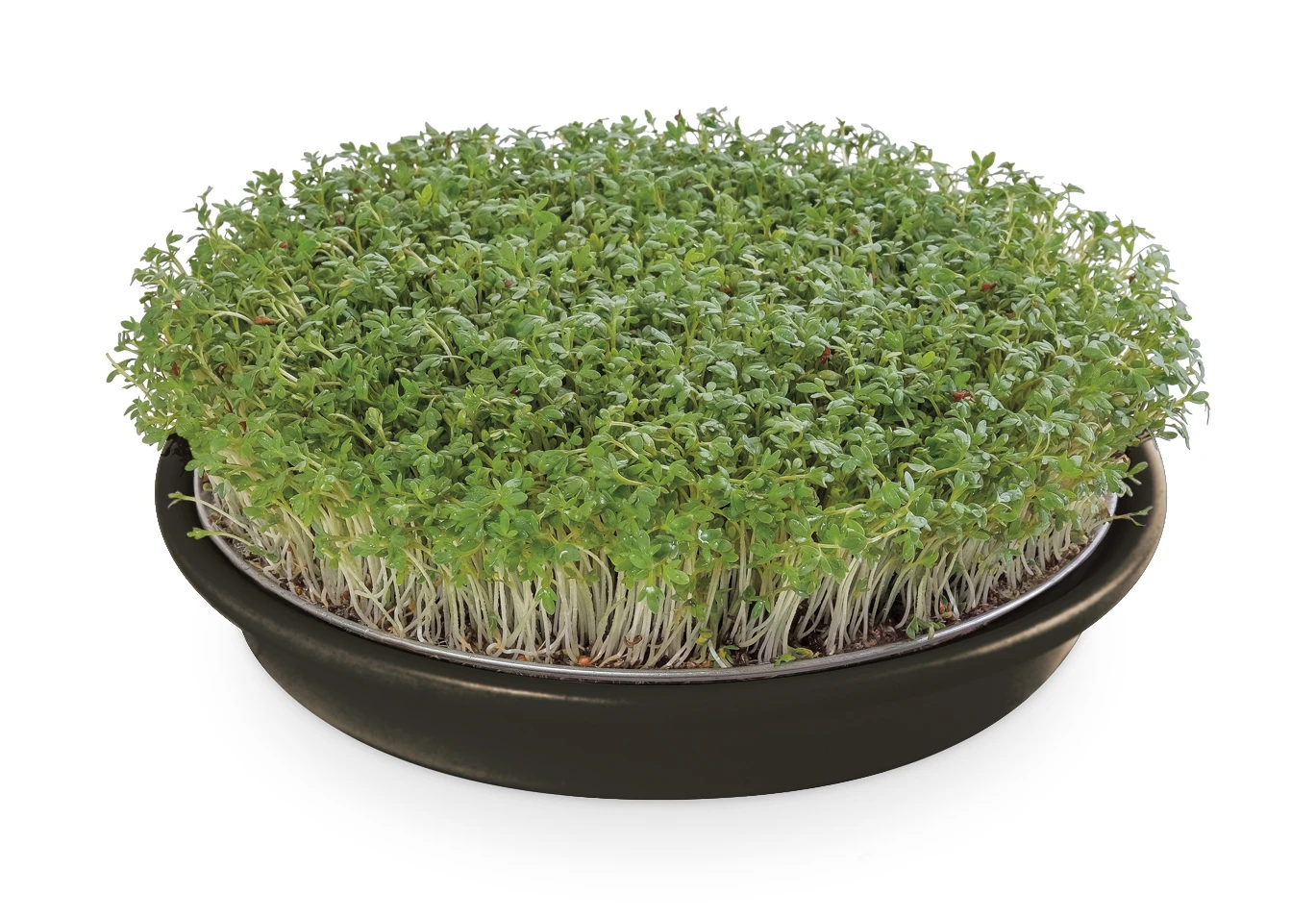 Kressesieb Anthrazit (21,5 Cm) | Sprossensiebe Von Eschenfelder 1 Kressesieb Anthrazit (21,5 Cm) | Sprossensiebe Von Eschenfelder