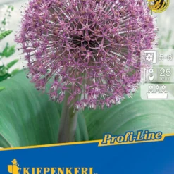 Zierlauch Red Giant Star (4 Stück) | Alliumzwiebeln Von Kiepenkerl