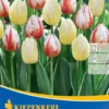 Triumphtulpe Happy Mischung (8 Stück) | Tulpenzwiebeln Von Kiepenkerl