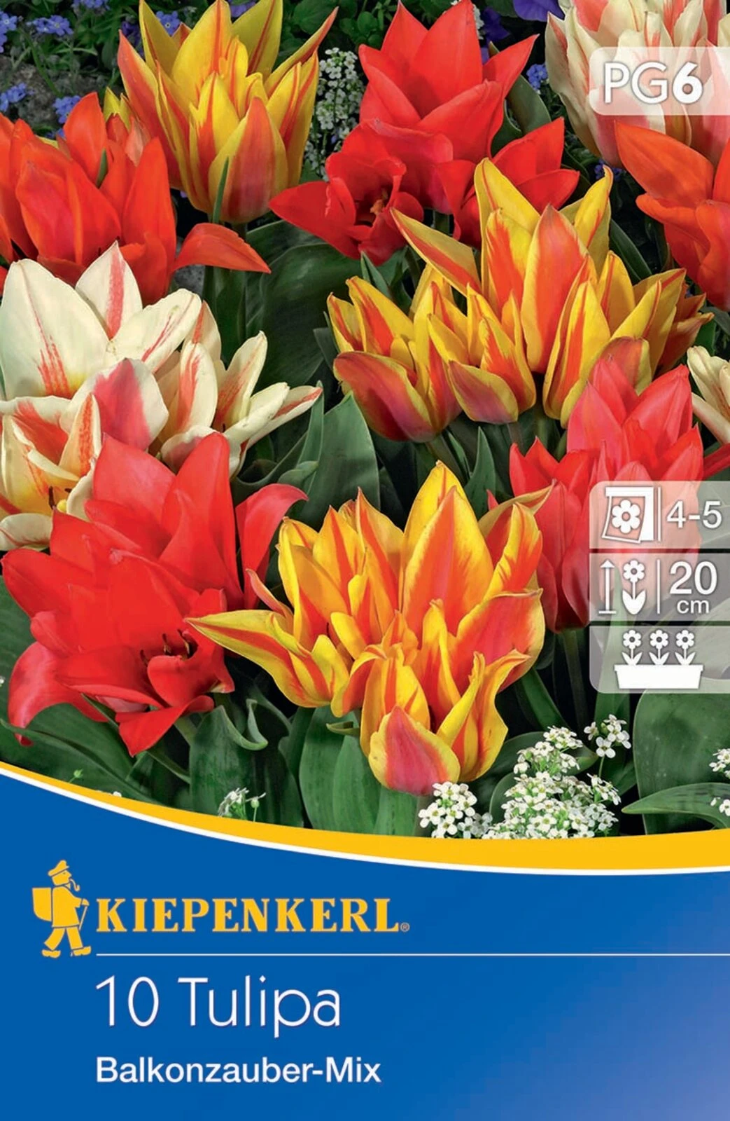 Greigii-Tulpe Balkonzauber Mischung (10 Stück) | Tulpenzwiebeln Von Kiepenkerl 2 Greigii-Tulpe Balkonzauber Mischung (10 Stück) | Tulpenzwiebeln Von Kiepenkerl – Bild 2