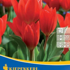 Wildtulpe Praestans Fusilier (10 Stück) | Tulpenzwiebeln Von Kiepenkerl