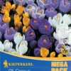 Mega-Pack Gartenkrokusmischung (25 Stück) | Krokuszwiebeln Von Kiepenkerl