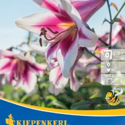 Lilien-Hybride Friso (2 Stück) | Lilienzwiebeln Von Kiepenkerl