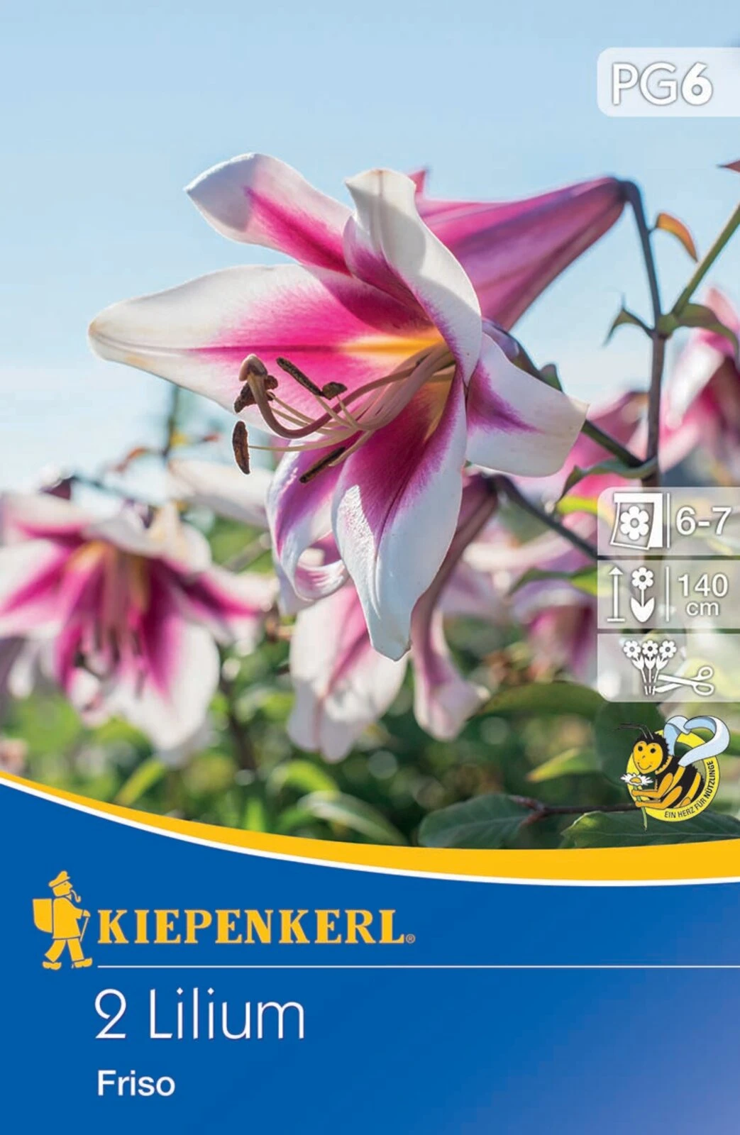 Lilien-Hybride Friso (2 Stück) | Lilienzwiebeln Von Kiepenkerl 1 Lilien-Hybride Friso (2 Stück) | Lilienzwiebeln Von Kiepenkerl