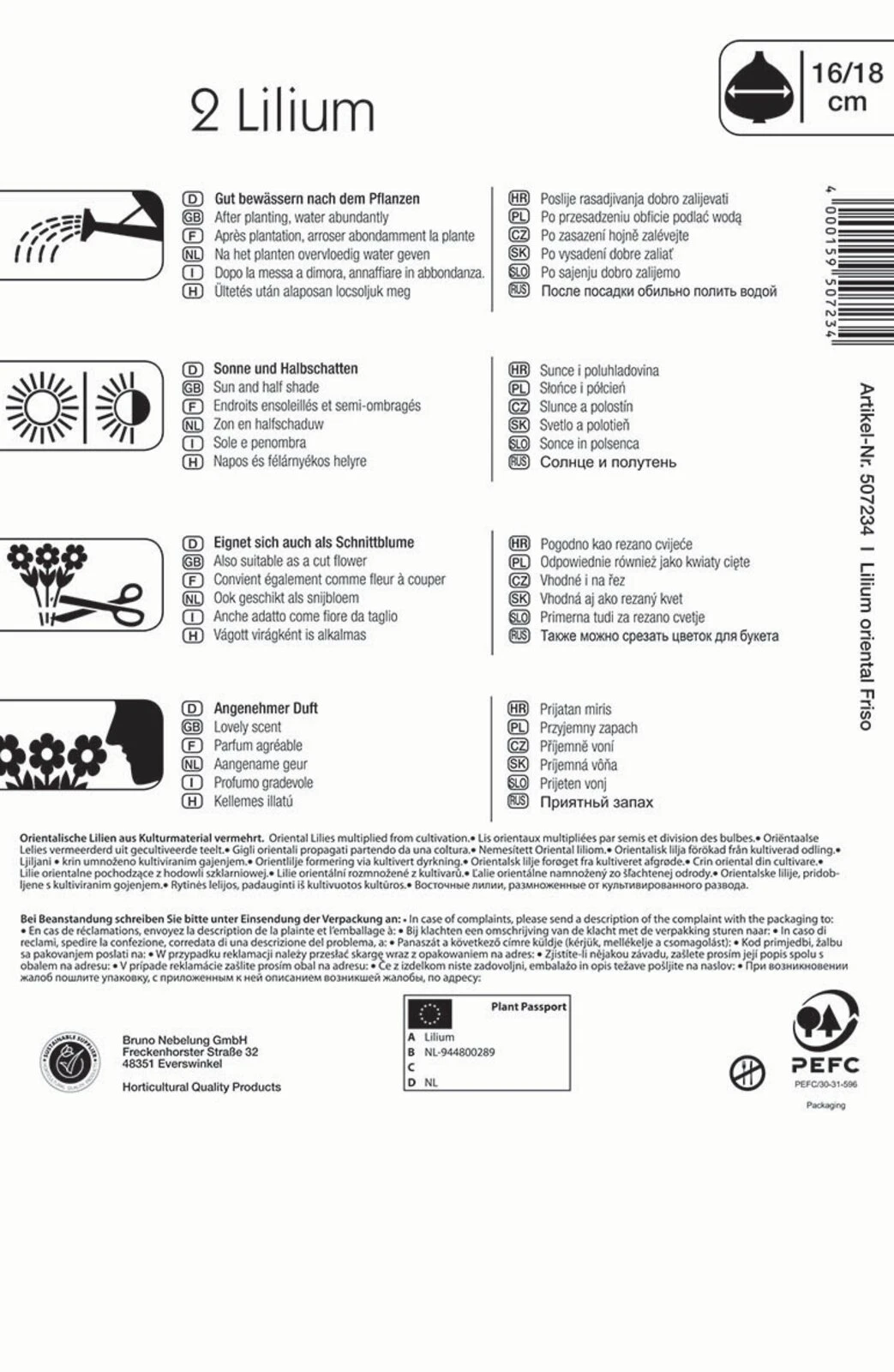 Lilien-Hybride Friso (2 Stück) | Lilienzwiebeln Von Kiepenkerl 2 Lilien-Hybride Friso (2 Stück) | Lilienzwiebeln Von Kiepenkerl – Bild 2