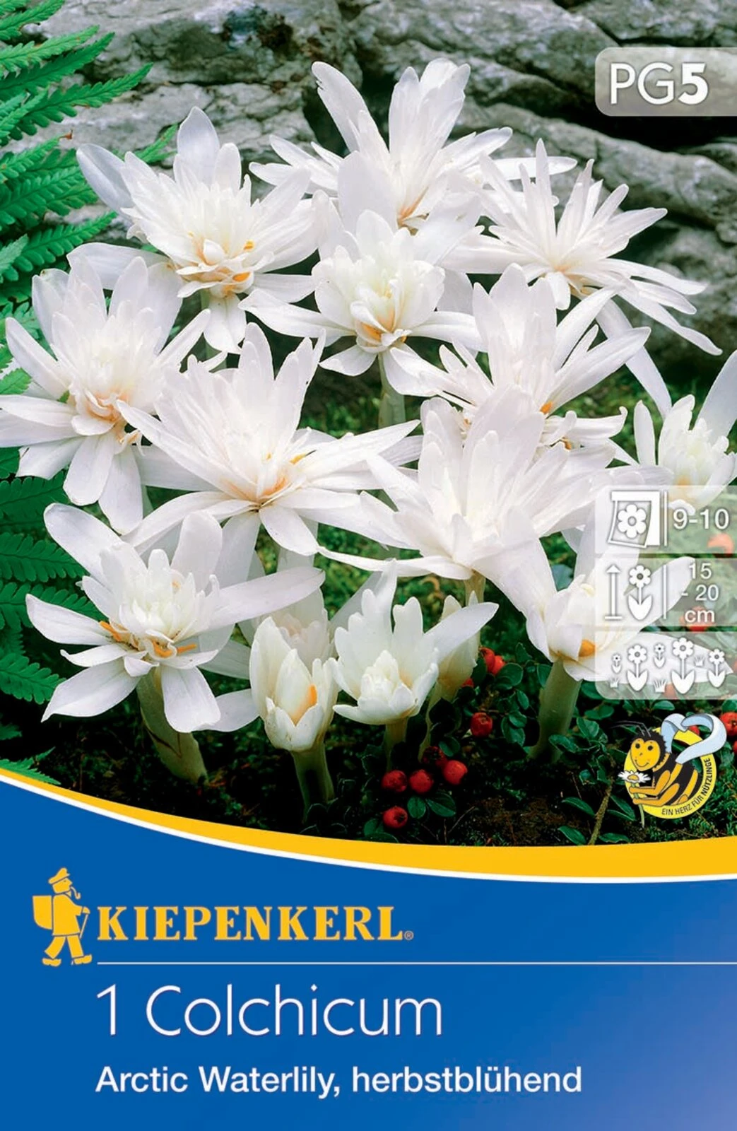 Herbstzeitlose Arctic Waterlily (1 Stück) | Herbstzeitlosen Von Kiepenkerl 2 Herbstzeitlose Arctic Waterlily (1 Stück) | Herbstzeitlosen Von Kiepenkerl – Bild 2