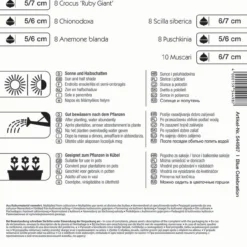 Colour Symphony Blue Celebration (50 Stück) | Blumenzwiebelmischungen Von Kiepenkerl