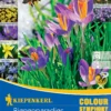Colour Symphony Bienenparadies (45 Stück) | Blumenzwiebelmischungen Von Kiepenkerl